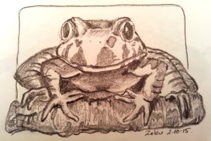 Penicl study of Giant Barred Frog