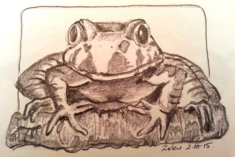 Pencil study of Giant Barred Frog
